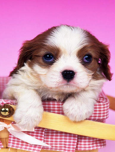 Puppy Wallpaper screenshot 3