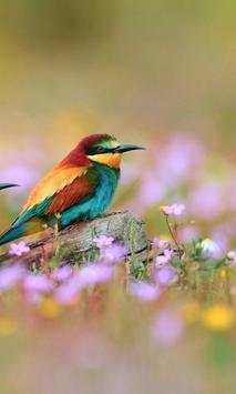 Birds Wallpaper स्क्रीनशॉट 4