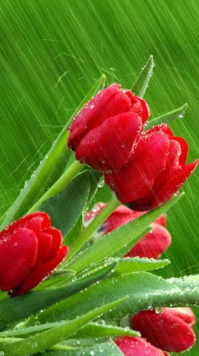 Flower Wallpaper 4K, Floral Background: Flowery screenshot 9