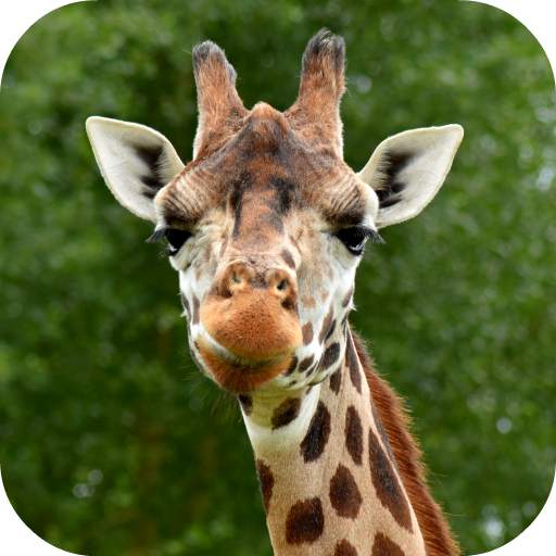 Giraffe Wallpaper 1.0