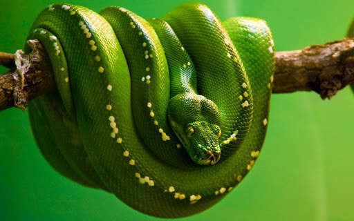 Snake Wallpaper screenshot 4