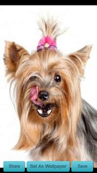 Licking Dog Wallpaper screenshot 2