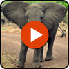 Animal Sounds And Pictures icon
