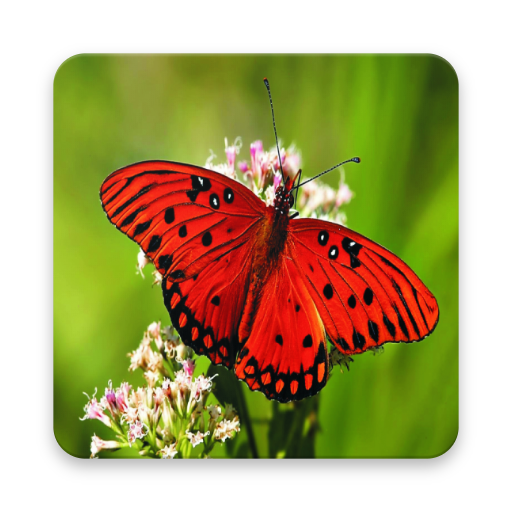 High Quality Butterfly Wallpaper icon