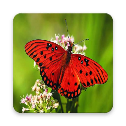 High Quality Butterfly Wallpaper 1.1.1