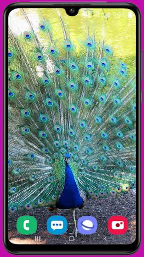 Peacock Wallpaper HD screenshot 2