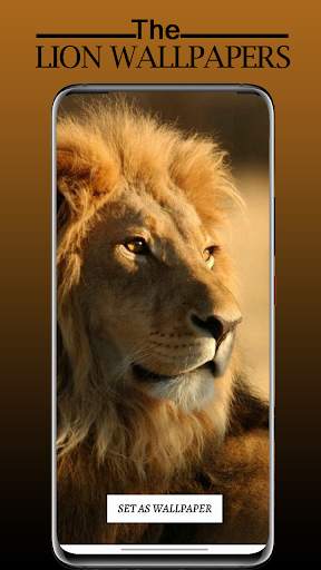 Lion Wallpaper Full HD - Sher Ka Photo Wallpaper screenshot 6