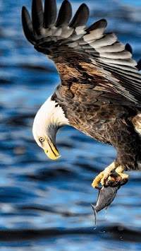 Eagle. Birds Live Wallpapers screenshot 2