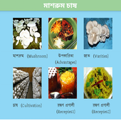 Mushroom Production Bangladesh icon
