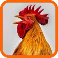 يضحك الدجاج on 9Apps