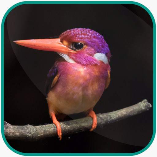 Bird Wallpaper HD new 2021 Pictuer screenshot 1
