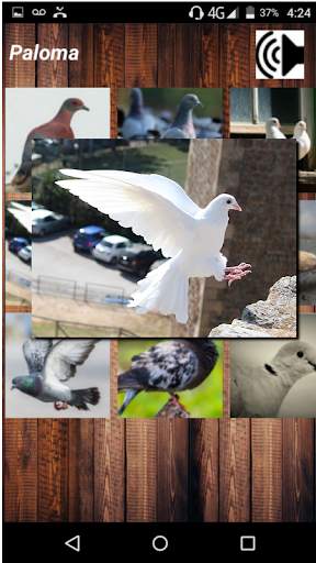 Sonidos de Palomas screenshot 1