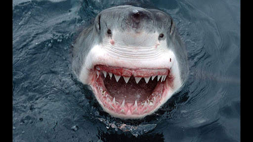 Great White Shark. Wallpapers screenshot 4