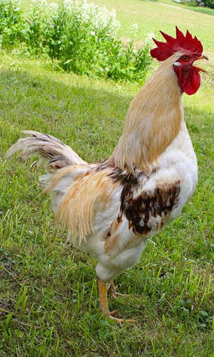Cock Wallpaper screenshot 4