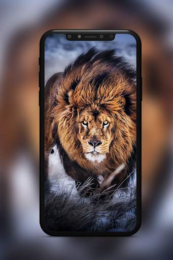 Lion Wallpaper screenshot 2