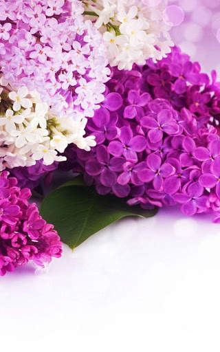 HD Lilac Flower Live Wallpaper screenshot 8