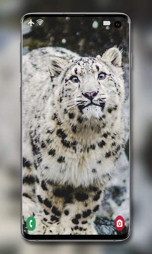 Snow Leopard Wallpaper screenshot 6