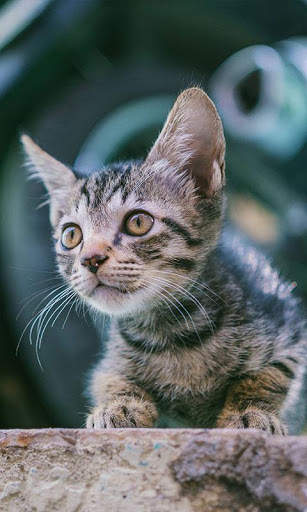 Sassy Cat Live Wallpaper screenshot 8