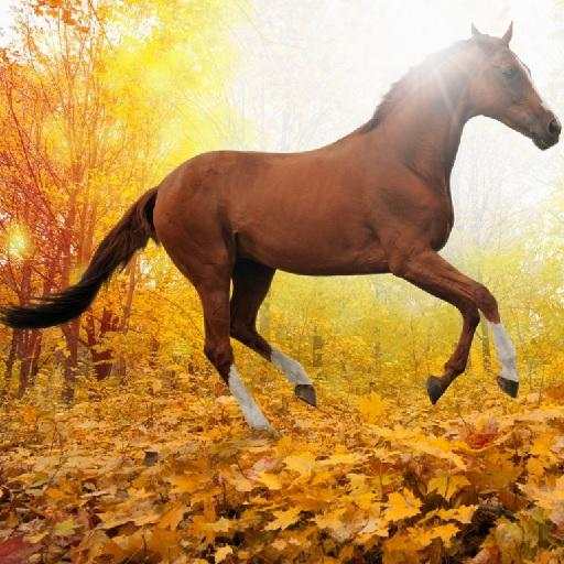  600 Android Animal Wallpapers 1.0