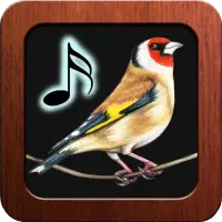 Goldfinch Tones