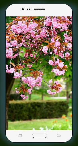 Sakura Wallpaper HD screenshot 6