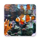 Clown Fish Wallpaper 1.0.0