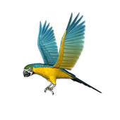 Birds LiveWallpaper 1.0
