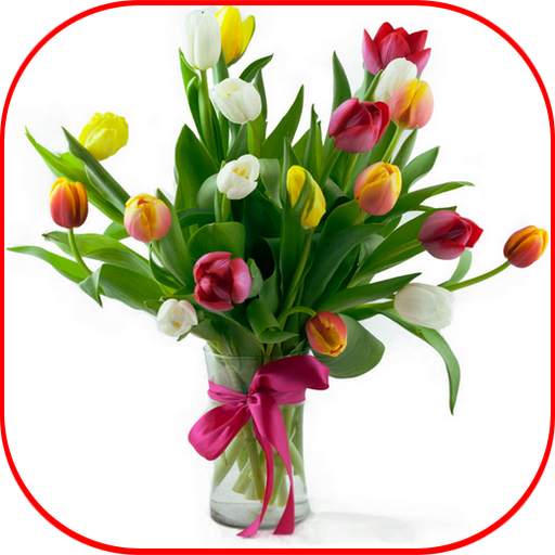 Flower Tulip HD 3.8
