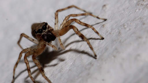 Spider Wallpapers HD & 4k Backgrounds screenshot 19