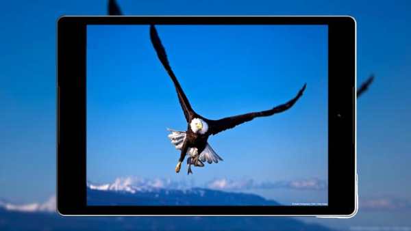 Eagle Wallpaper HD screenshot 12