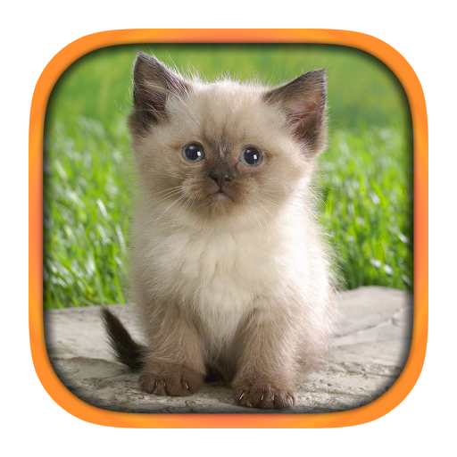 Cat Breeds icon