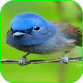 Bird Wallpaper icon