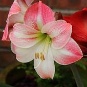 Apple Blossom Wallpapers icon
