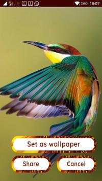 Birds HD Photo Frames and Live Wallpapers screenshot 12