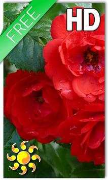 Red Roses Live Wallpaper screenshot 1