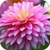 Chrysanthemum  Live Wallpaper 1.1.1