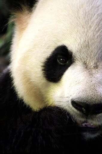 Panda Wallpaper - Cute Panda Wallpapers 🐼 screenshot 3