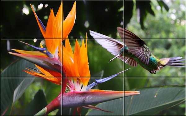 Puzzle - Birds स्क्रीनशॉट 8