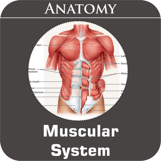 Muscular System icon