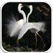 Lovely Birds HD Wallpapers 1.0