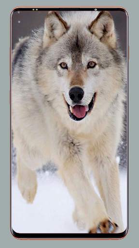 Wolf Wallpaper HD screenshot 12