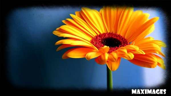 Sunflower Wallpaper screenshot 2