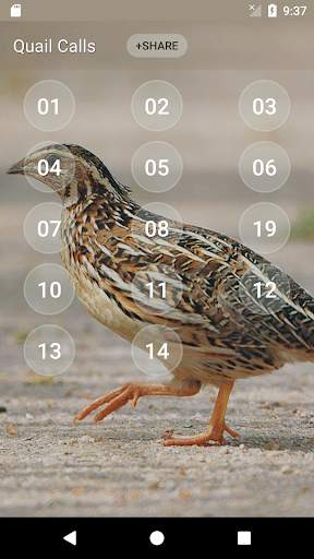 Quail Bird (Animal) Sounds स्क्रीनशॉट 2