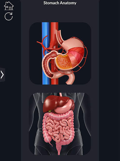 My Stomach Anatomy screenshot 10