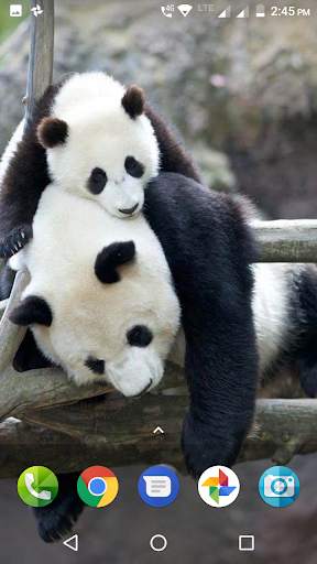 Panda Wallpaper HD screenshot 1