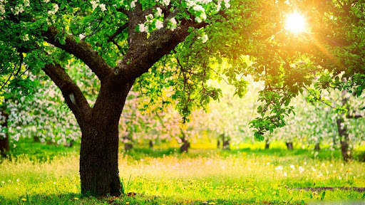 Spring Scenery Wallpaper screenshot 2