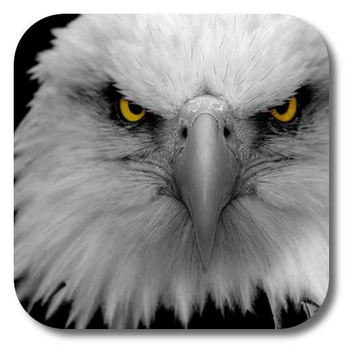 Eagle Live Wallpaper 1.4.0