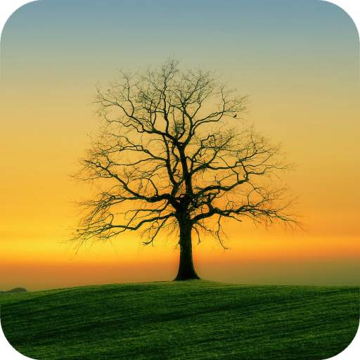Nature Wallpaper 1.03