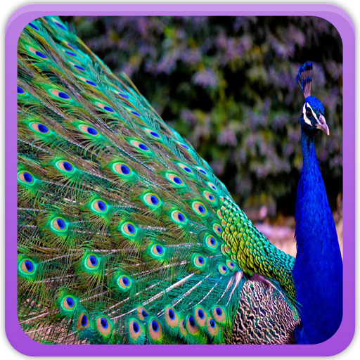 Peacock Wallpaper Gallery icon