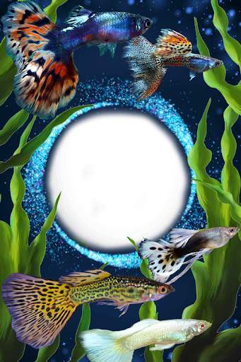 Guppy Fishs Photo Frames screenshot 8